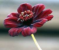 Chocolate cosmos flower