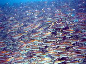 Photo of thousands of fish separated from each other by distances of 2 inches (51&nbsp;mm) or less