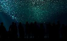 Visitors watch a school of thousands of Pacific sardines form a tornado in an exhibit at Monterey Bay Aquarium