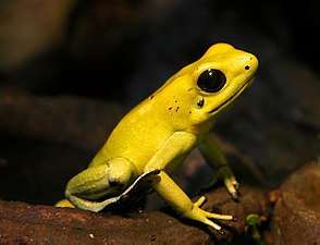A yellow frog with black eyes