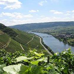 Colour photograph showing the steep slopes of the Moselle in German vineyards.  In the foreground, there are leaves and tendrils of Vitis vinifera; green vines are planted on slopes, alternated with retaining walls and paths in a zig-zag pattern.  In the valley, the Moselle flows under a bridge next to a village