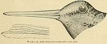 Illustration of American woodcock head and wing feathers