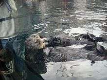 Two sea otters rest on their back in front of an aquarium window