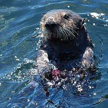 A sea otter swimming on its back, holding a sea urchin and smashing a rock against it