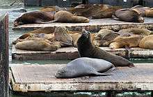 Photo of sea lions crowded together on dock