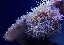 Clownfish with Pacific Coral Reef anemones