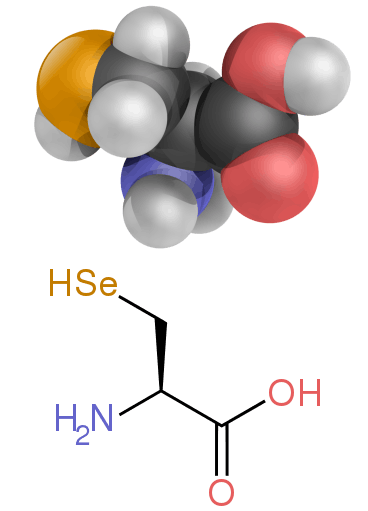 A diagram showing the structure of selenocysteine