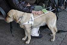 A tan Labrador Retriever guide dog stands wearing a white guide dog harness beside a group of humans sitting on a bench outdoors,