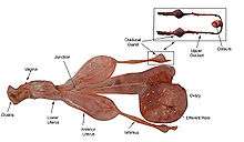The dissected reproductive system of an adult female shark: there is a single large, round ovary, which leads into a junction that splits off into the lower uterus, which leads to the vagina and then the cloaca, and a pair of anterior uteri, each connected to an oviducal gland by a narrow tract or isthmus