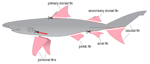 A diagram of a shark, with every fin highlighted in pink and drawn separated from its body, except for the top half of its tail