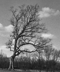 A black and white photo of a bare tree standing in a field. The tree leans to the right of the image.
