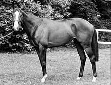 Shergar shown in profile, left side on, with his head turned to the camera
