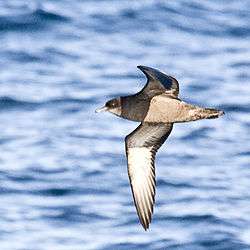 Short-tailed shearwater in flight