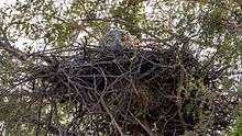 Short-toed snake eagle in its nest