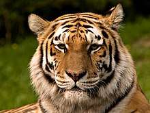Picture of the Siberian Tiger (head only).