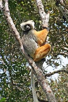 Sifaka perched in the "V" of a young tree