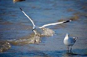 Two silver gulls, one standing, the other in flight
