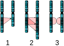 Three diagrams of chromosome pairs A, B that are nearly identical. 1: B is missing a segment of A. 2: B has two adjacent copies of a segment of A. 3: B's copy of A's segment is in reverse order.