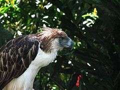A Philippine eagle at Philippine Eagle Center at Davao City.