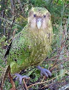 A stocky, green parrot with black spots on the back and a straw-coloured faced