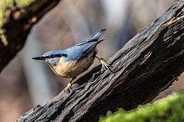 bird with longish bill, blue-grey back and reddish underparts