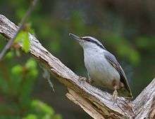 bird with longish bill, blue-grey back and white underparts