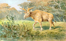 A deer-like animal wanders through a clearing.