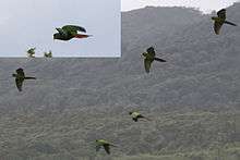 A green parrot with sea-green wings and a red tail