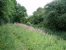 woodland path tropugh long grass top a stile on the left.  Both sides of the picture are framed with trees.  The land left and right fall sharply into the centre butdetails are hidden in long grass. A drift of Rosebay Willowherb brightens the slope in the centre.