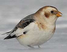 A white bird with black back and brown patches on the face feeds atop snow.