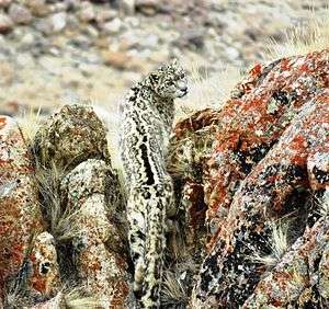Spotted this elusive predators in ladakh