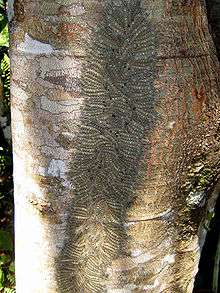Social caterpillars grouped on a tree on the banks of the Napo River, Tena, Ecuador.