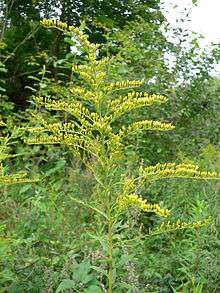 Canada golden-rod has large yellow inflorescences