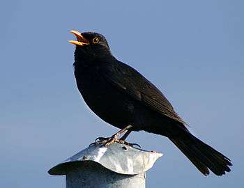 A male Blackbird (Turdus merula) singing. Bogense havn, Funen, Denmark.