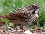A sparrow, in the grass, looks up alertly.