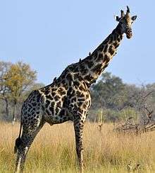 A bull South African giraffe in the Okavango Delta, Botswana, demonstrating the rounded and blotched spots characteristic of this subspecies.