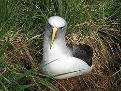 An albatross, white with grey wings and long yellow beak, nesting amid grass