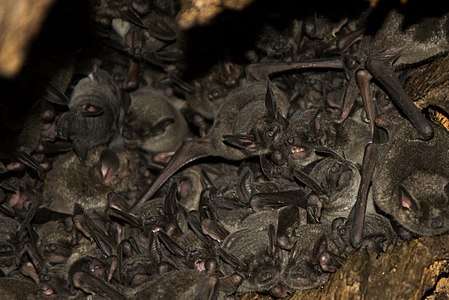 Southern short-tailed bats