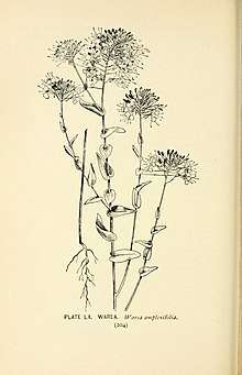 Illustration of Warea amplexifolia