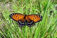 An orange, black and white butterfly on grass