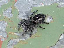 Spider, Salticidae. Phidippus borealis (female)