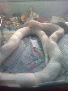 Long white snake with lumpy bone growths
