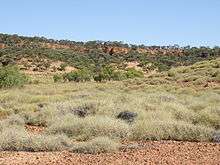 A Spinifex Landscape, Queensland, Australia