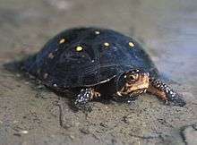 A black turtle with yellow spots