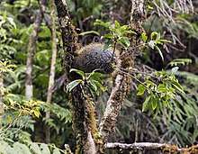 S. wilsonii is seen here on the island of Taveuni at about 2,200 feet elevation in forest along Somosomo Creek