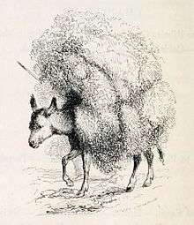 engraving of a small donkey with a massive load