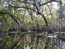 The river is smooth as glass and lined by oak and other mixed-forest trees, drooping over and reflected in the water; its width is approximately a dozen yards (11&nbsp;m).