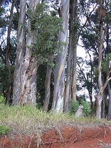 Pale grey trunks of two large and half a dozen smaller eucalyptus trees