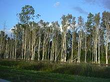 A stand of tall trees with white trunks along a canal or lake bed