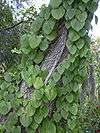 Tree trunk covered by a vine with large deltoid-shaped leaves